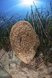 Alismatales Gallery: Noble pen shell (Pinna nobilis) is the largest bivalve in the Mediterranean