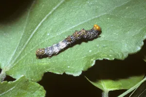 Noctuid moth caterpillar (Noctuidae) mimicing a bird-dropping in tropical dry forest Noctuid moth caterpillar (Noctuidae) mimicing a bird-dropping in tropical dry forest