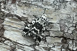 Noctuiid moth (Panthea coenobita) resting on bark. Ostretin, Pardubice, Czech Republic