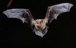 Images Dated 31st January 2019: Noctule Bat in flight showing teeth, Germany