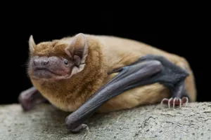 Noctule bat (Nyctalus noctula) Captive, UK