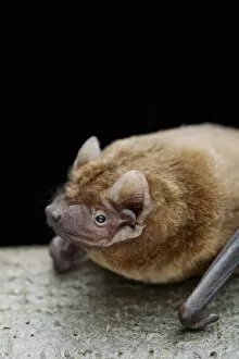 Animal Head Gallery: Noctule bat (Nyctalus noctula) Captive, UK