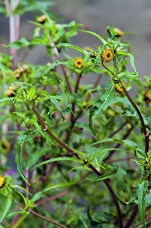 Surrey Prints: Nodding Bur-marigold (Bidens cernua) in flower