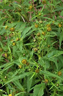 Surrey Prints: Nodding bur-marigold (Bidens cernua) in flower in meander field near Foxbury Shaw