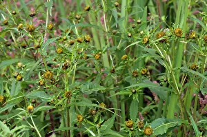 Surrey Prints: Nodding bur-marigold (Bidens cernua) in flower in meander field near Foxbury Shaw