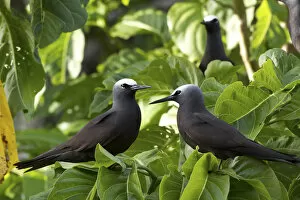 Images Dated 8th February 2011: Noddy Turns (Anous stolidus) pair on Heron Island, southern Great Barrier Reef, Queensland