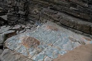 Sandstone Prints: Nodules caused by in-situ cementation of calcite and or siderite around a nucleus