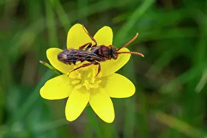Ranunculaceae Prints: Nomad bee (Nomada flava) on Lesser celendine (Ficaria verna) flower