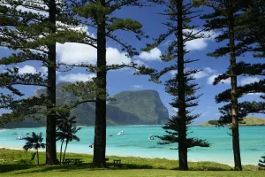 Norfolk Island pine trees (Araucaria heterophylla) near lagoon with Mount Lidgbird