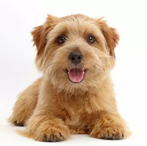 Norfolk Terrier dog, Otto, age 1 year