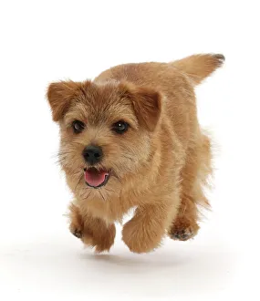 Norfolk terrier puppy, aged 7 months, running, portrait