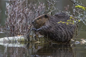 Images Dated 5th May 2017: North American beaver (Castor canadensis) eating a fallen Paper Birch tree (Betula papyrifera)