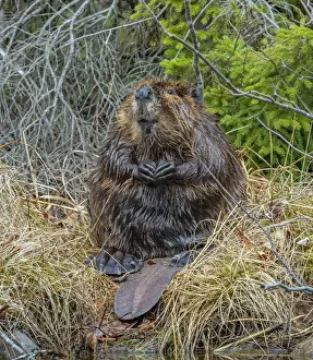 New England Gallery: North American Beaver (Castor canadensis) grooming. Acadia National Park, Maine, USA