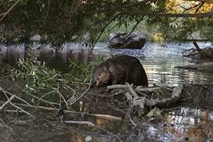 North American beaver (Castor canadensis) on dam. Martinez, California, USA. June