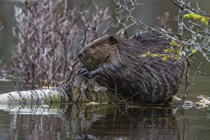 North American Wildlife Prints: North American beaver (Castor canadensis) eating a fallen Paper Birch tree (Betula papyrifera)