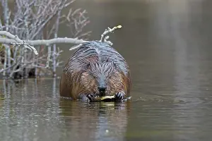 Castoridae Prints: North American beaver (Castor canadensis) feeding on a branch in shallow water