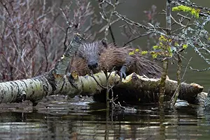 Eastern Usa Prints: North American beaver (Castor canadensis) feeding on a fallen birch tree