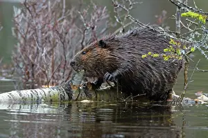 Castoridae Prints: North American beaver (Castor canadensis) feeding on a fallen birch tree