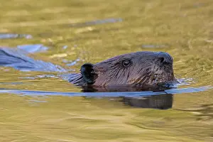 Castoridae Prints: North American beaver (Castor canadensis) swimming in pond at sunrise