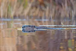 Surface Prints: North American beaver (Castor canadensis) swimming at sunrise
