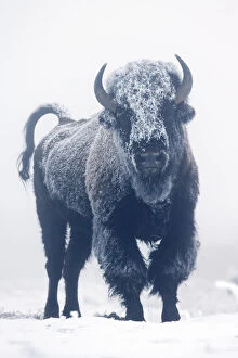 American Bison Gallery: North American Bison (Bison bison) coated in frost standing on snow, Yellowstone National Park