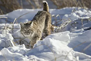 Images Dated 28th January 2016: North American bobcat (Lynx rufus) stalking along the edge of the Madison River