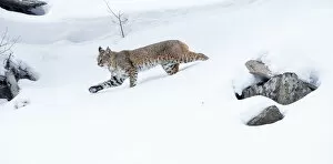 Images Dated 21st January 2016: North American bobcat (Lynx rufus) striding through deep snow. Madison River Valley