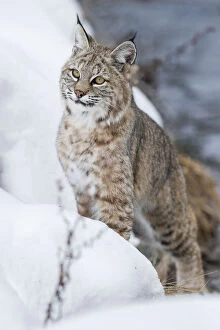 North American Bobcat (Lynx rufus) stalking along the edge of the Madison River