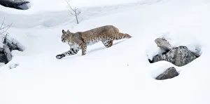 North American bobcat (Lynx rufus) striding through deep snow. Madison River Valley
