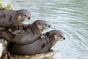 Otters Gallery: Three North American / Canadian Otters (Lutra canadensis) lying on each other by water