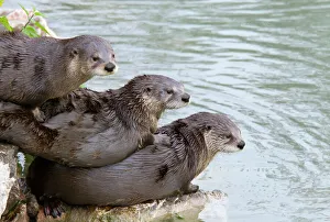 Three Prints: Three North American / Canadian Otters (Lutra canadensis) lying on each other by water