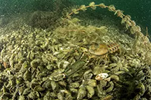 Invasive Prints: North American crayfish (Orconectes Limosus) resting on lake bed on top of Quagga mussels (Dreissena bugensis)