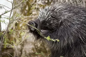 2018 June Highlights Gallery: North American porcupine (Erethizon dorsatum), feeding on a young spruce tree. Vermont, USA