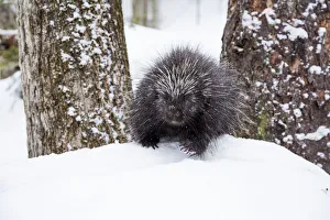 North American porcupine (Erethizon dorsatum) in snow, Vermont, USA