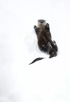 Images Dated 15th April 2020: North American river otter (Lontra canadensis) on back, rolling on snow bank
