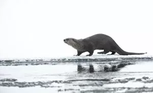 North American river otter (Lontra canadensis) on snow covered bank