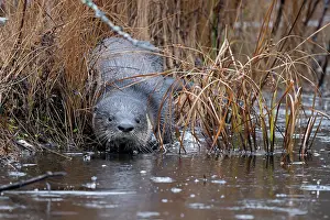 Frozen Prints: North American river otter (Lontra canadensis) entering the water on an icy beaver pond on a rainy morning