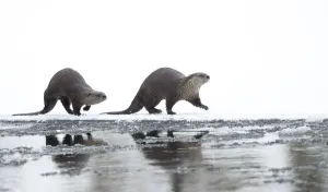 Northern River Otter Prints: North American river otter (Lontra canadensis) female and cub walking across snow