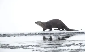 2020 Christmas Highlights Prints: North American river otter (Lontra canadensis) on snow covered bank