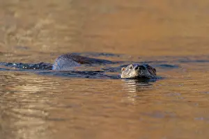 Temperate Prints: North American river otter (Lontra canadensis) swimming in beaver pond