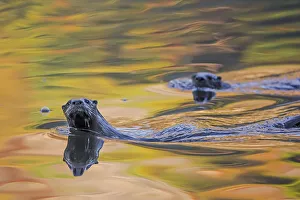 North American river otter (Lontra canadensis) two in water with autumnal trees reflected