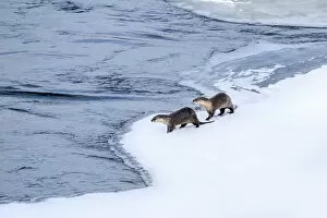 North American river otter (Lutra canadiensis), two standing at edge of frozen Upper