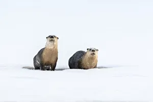 Nick Garbutt Prints: North American river otter (Lutra canadiensis) two on frozen river edge