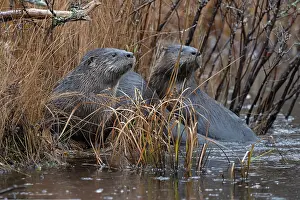 Gloomy Prints: Two North American river otters (Lontra canadensis) resting at water's edge in the rain