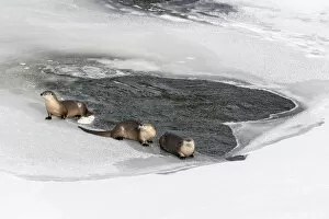 Images Dated 2nd February 2020: North American river otters (Lutra canadiensis) probaly female with two juveniles