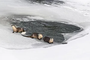 Images Dated 2nd February 2020: North American river otters (Lutra canadiensis) probaly female with two juveniles