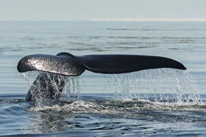 Whales Gallery: North Atlantic right whale (Eubalaena glacialis) tail fluke, Bay of Fundy, Canada