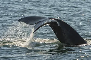 North Atlantic Right Whale (Eubalaena glacialis) tail fluke, in the Bay of Fundy