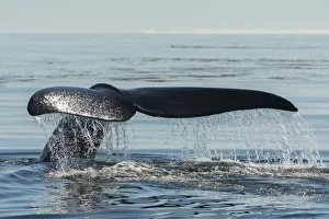 North Atlantic right whale (Eubalaena glacialis) tail fluke, Bay of Fundy, Canada
