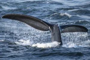 North Atlantic right whale (Eubalaena glacialis) tail fluke, diving to feed in